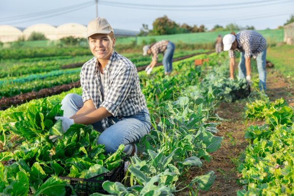 Agricultura e Produção Rural Estratégias de Produtividade no Campo
